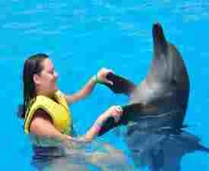 Schwimmen Sie mit Delfinen und machen Sie die besten Fotos Ihres Lebens